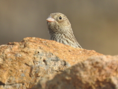 Rhopospina carbonaria
