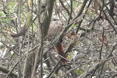 Phacellodomus dorsalis