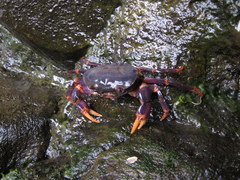 Geothelphusa miyazakii