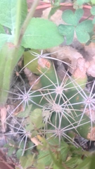 Mammillaria longimamma