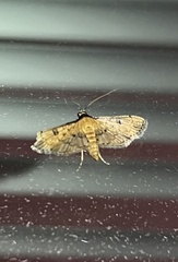 Nacoleia charesalis