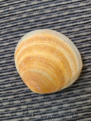 Pseudarcopagia