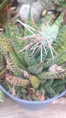Aristaloe aristata