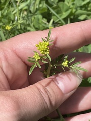 Rorippa sylvestris
