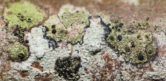 Amandinea