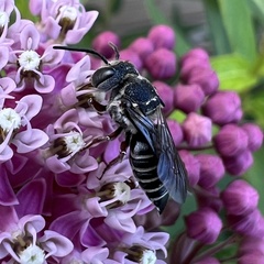 Coelioxys modestus