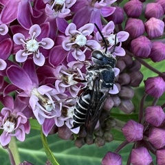 Coelioxys modestus
