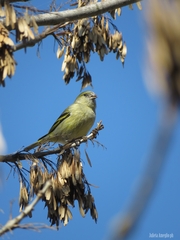 Spinus magellanicus
