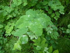 Erysiphe symphoricarpi