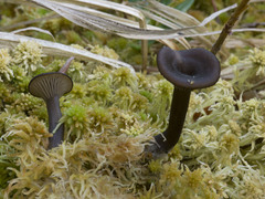 Arrhenia telmatiaea