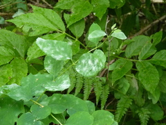 Erysiphe symphoricarpi