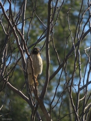 Rupornis magnirostris
