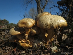 Fungi