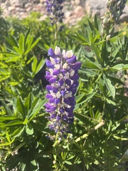 Lupinus caudatus caudatus