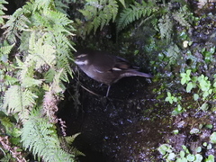 Cinclodes olrogi
