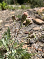 Chaenactis douglasii douglasii