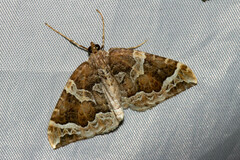 Eulithis prunata