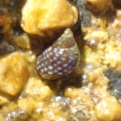 Echinolittorina punctata