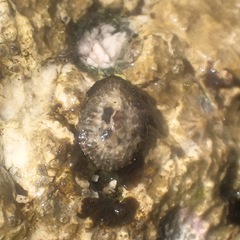 Siphonaria pectinata