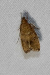 Psilocorsis quercicella