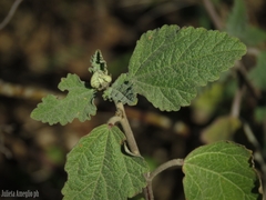 Sphaeralcea bonariensis