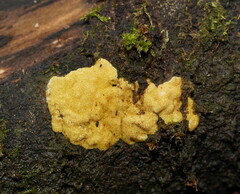 Trichoderma victoriense