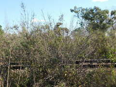 Baccharis punctulata