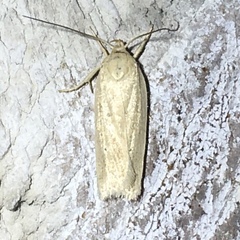 Gonioterma mistrella