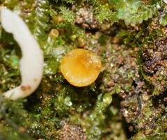 Phaeohelotium baileyanum