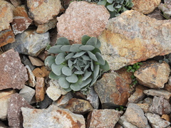 Physaria alpina