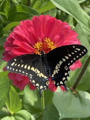 Papilio polyxenes