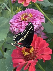 Papilio polyxenes
