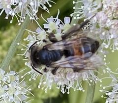 Andrena rosae