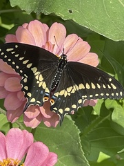 Papilio polyxenes