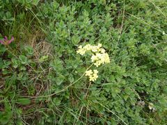Biscutella laevigata