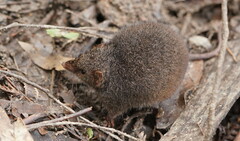 Antechinus mimetes