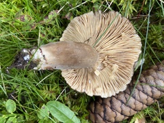 Lactarius picinus