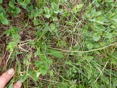 Biscutella laevigata