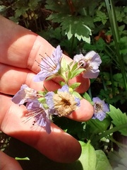 Phacelia bolanderi
