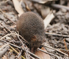 Antechinus mimetes
