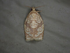 Adoxophyes negundana