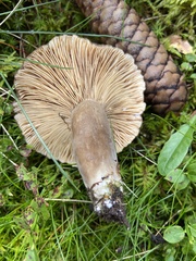 Lactarius picinus
