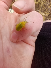 Cteniopus sulphureus