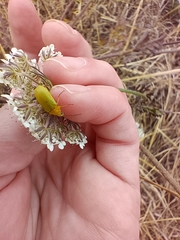 Cteniopus sulphureus