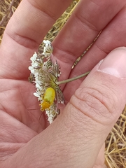 Cteniopus sulphureus