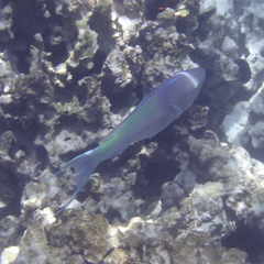 Scarus rubroviolaceus