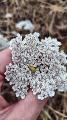 Cteniopus sulphureus