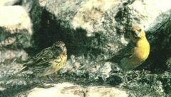Nihoa Finch photo 5