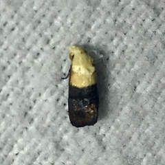 Eugnosta erigeronana