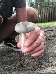 Amanita vaginata